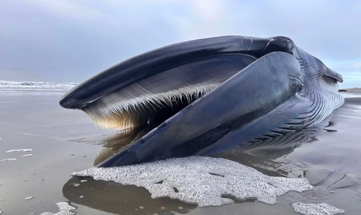 dead fin whale in oregon